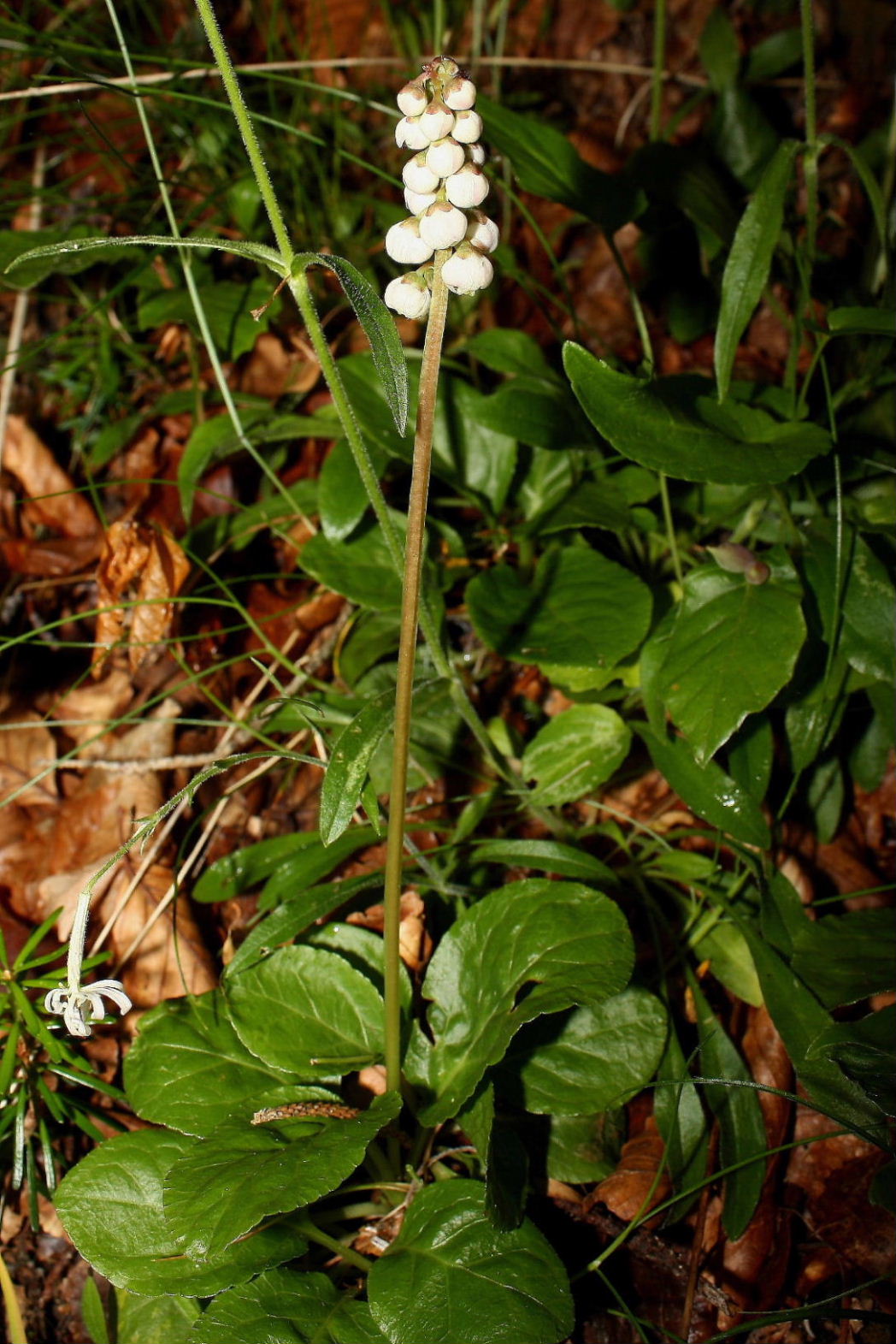 Pyrola minor  / Piroletta minore